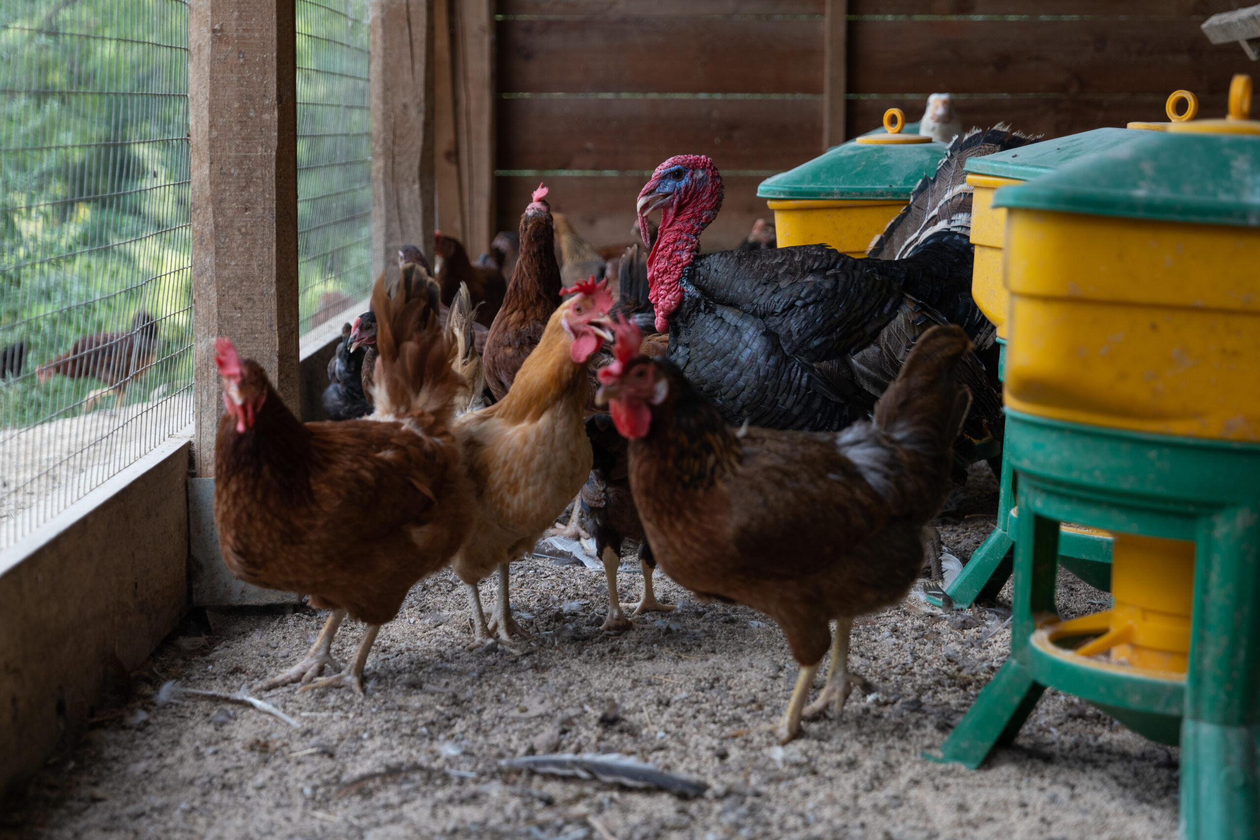 APDAM-Avicoli-pet-therapy-galline-galli-interventi-di-aiuto-con-gli-animali